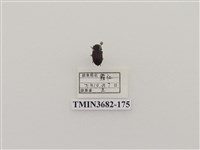 藏品(鞘翅目(2))的圖片